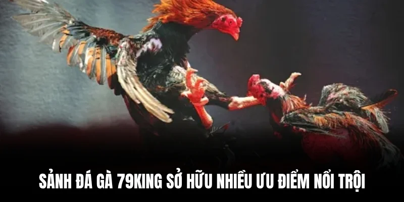 Sảnh đá gà 79king sở hữu nhiều ưu điểm nổi trội.