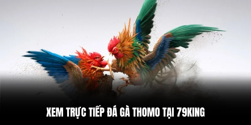 Xem trực tiếp đá gà Thomo tại 79king.